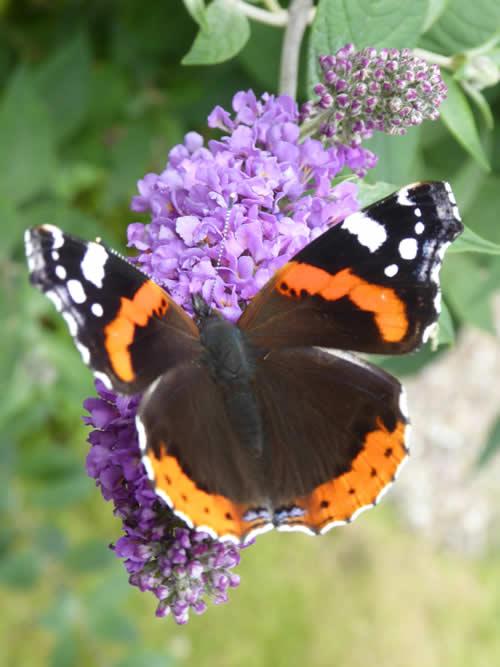 Red Admiral butterfly on a buddleia